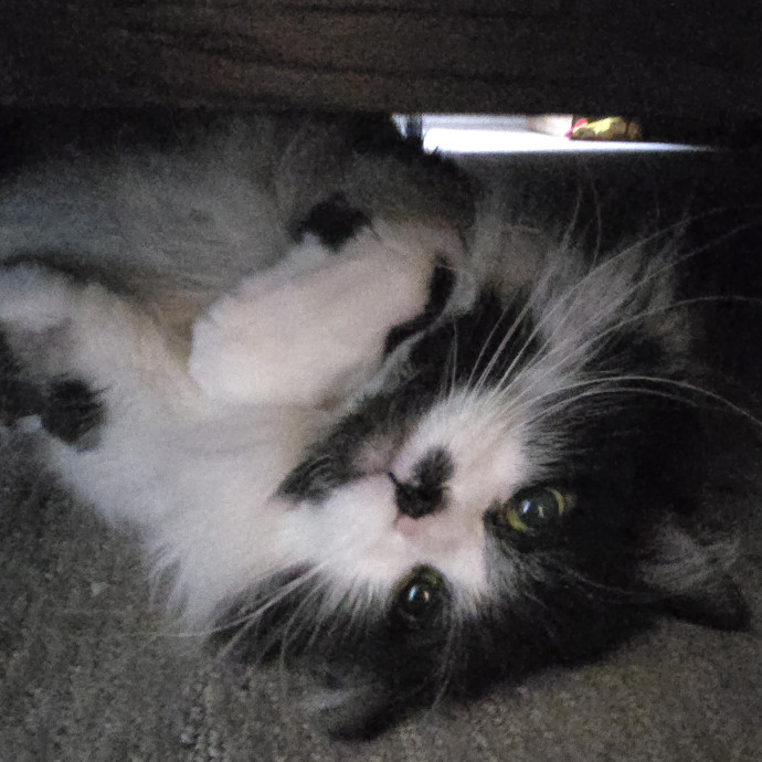1 Cat Short Of Crazy Petsitting Service