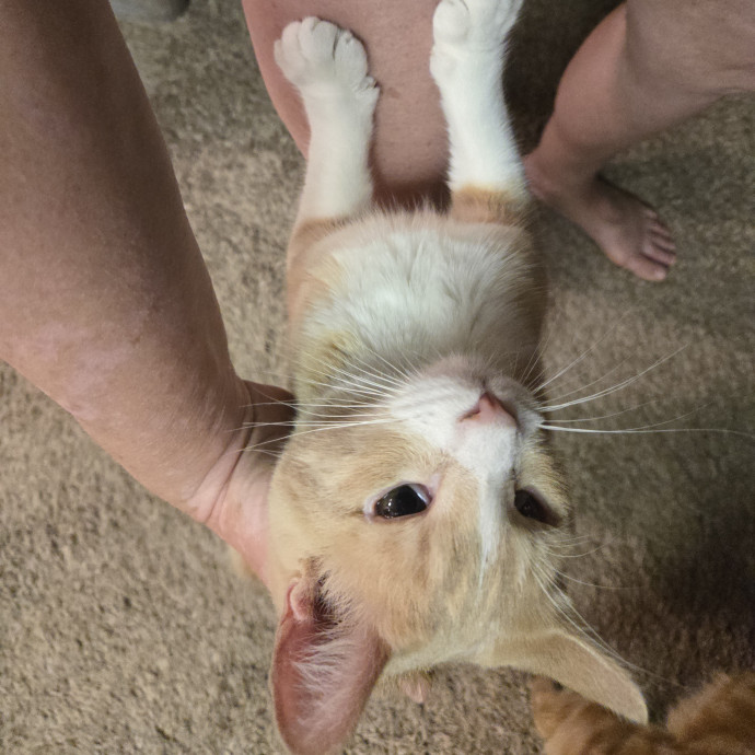 1 Cat Short Of Crazy Petsitting Service