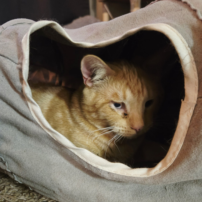 1 Cat Short Of Crazy Petsitting Service