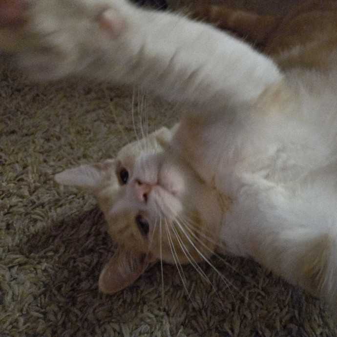 1 Cat Short Of Crazy Petsitting Service
