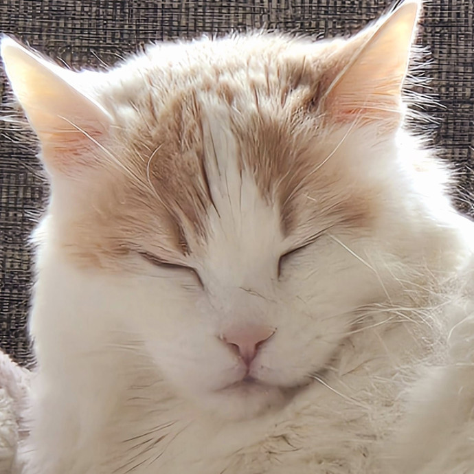 1 Cat Short Of Crazy Petsitting Service
