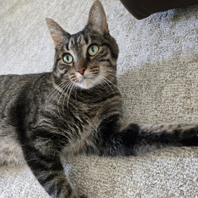 1 Cat Short Of Crazy Petsitting Service