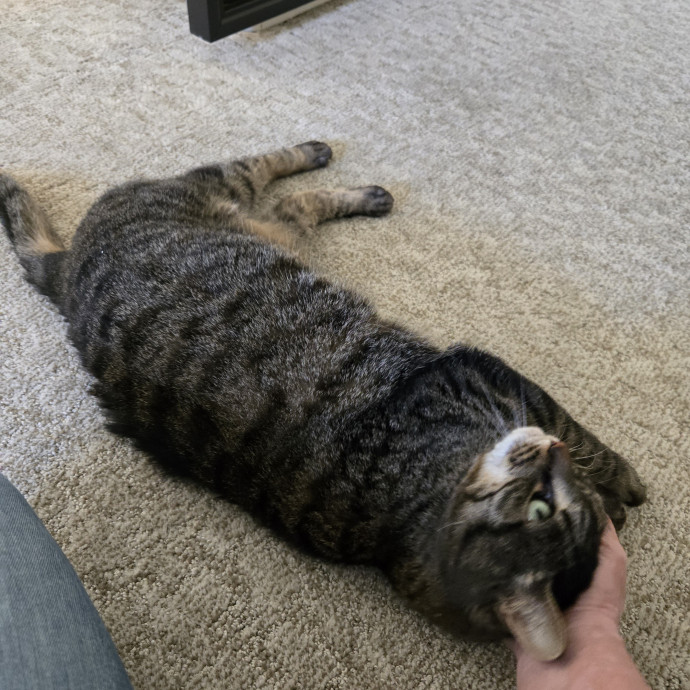 1 Cat Short Of Crazy Petsitting Service