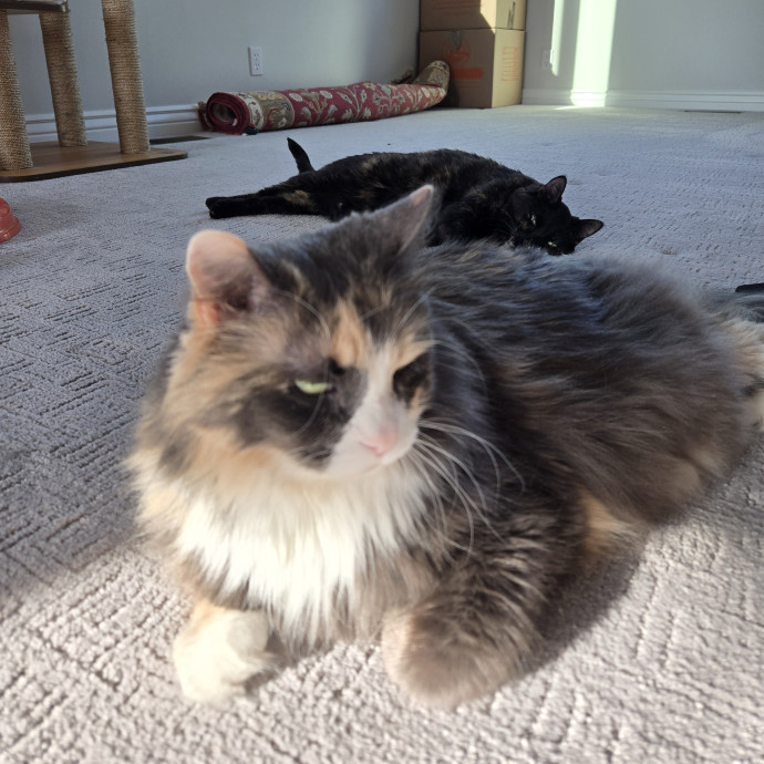 1 Cat Short Of Crazy Petsitting Service
