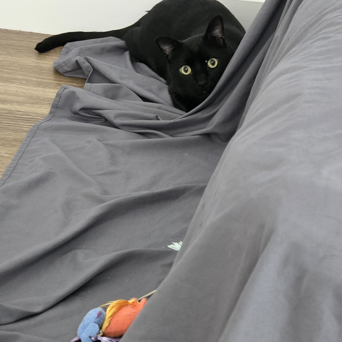 1 Cat Short Of Crazy Petsitting Service