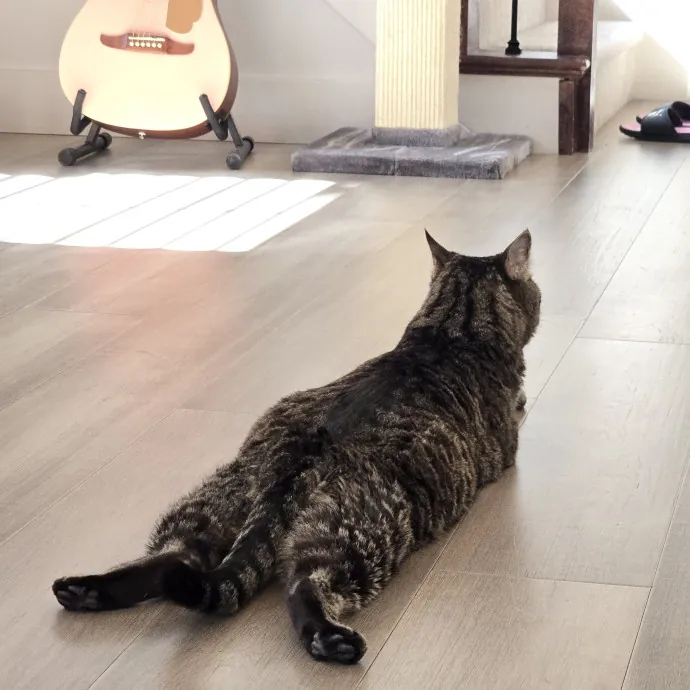 1 Cat Short Of Crazy Petsitting Service