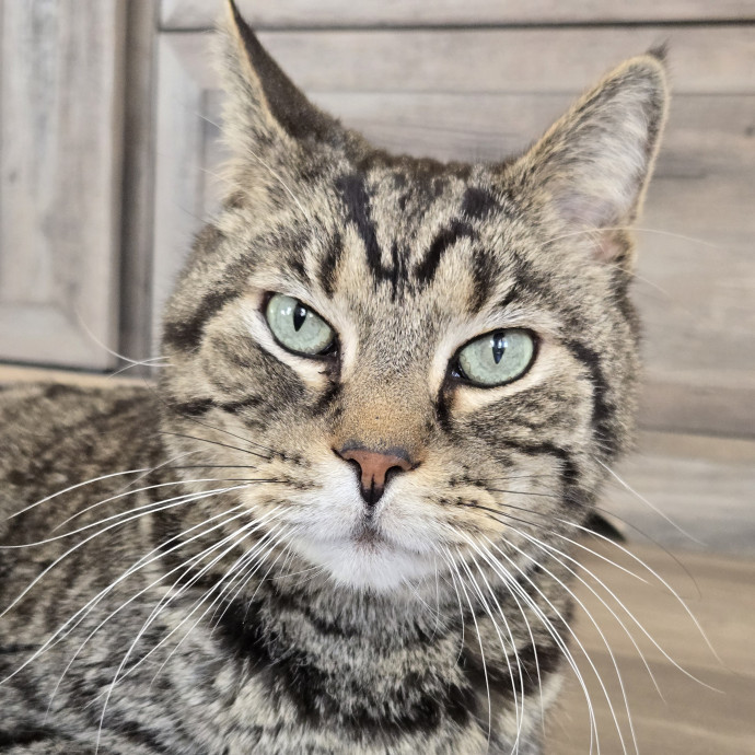 1 Cat Short Of Crazy Petsitting Service
