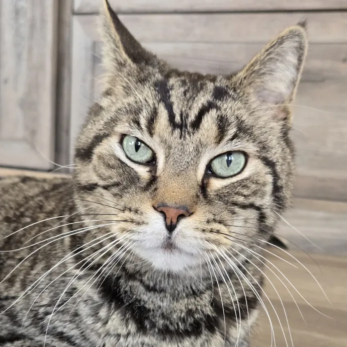 1 Cat Short Of Crazy Petsitting Service