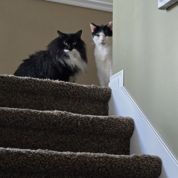 1 Cat Short Of Crazy Petsitting Service