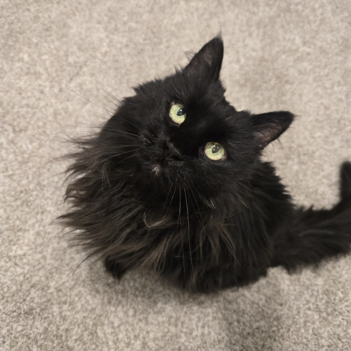 1 Cat Short Of Crazy Petsitting Service