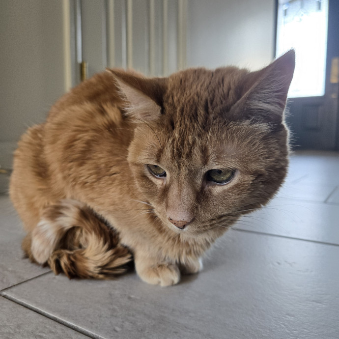 1 Cat Short Of Crazy Petsitting Service