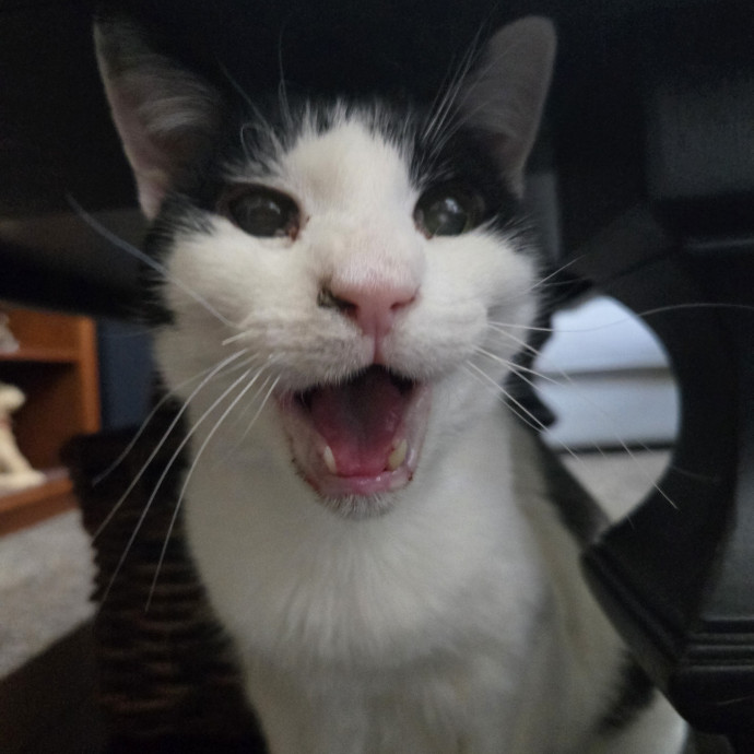 1 Cat Short Of Crazy Petsitting Service