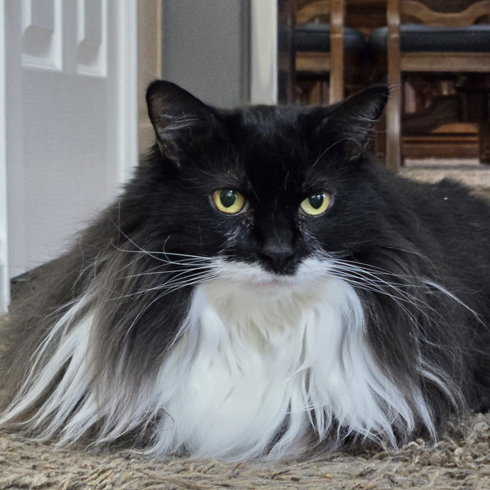 1 Cat Short Of Crazy Petsitting Service