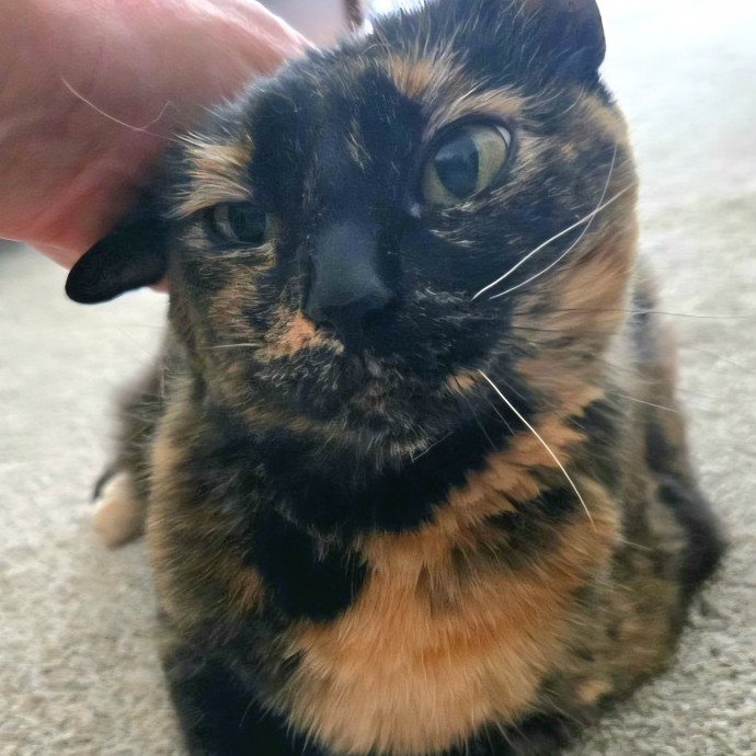 1 Cat Short Of Crazy Petsitting Service
