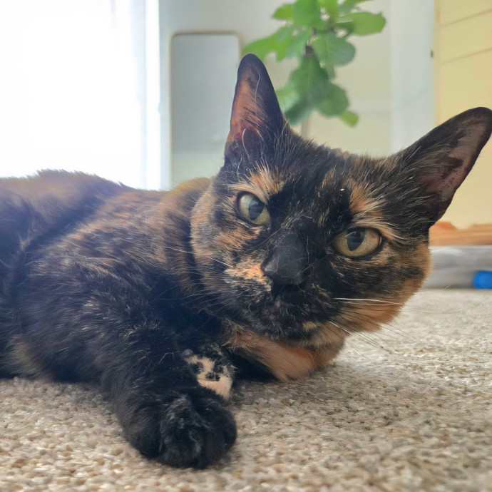 1 Cat Short Of Crazy Petsitting Service