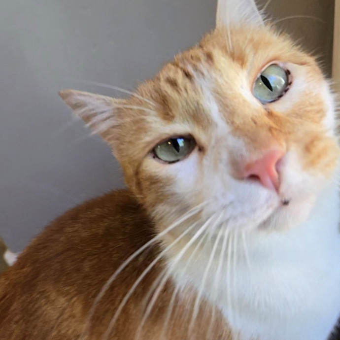 1 Cat Short Of Crazy Petsitting Service