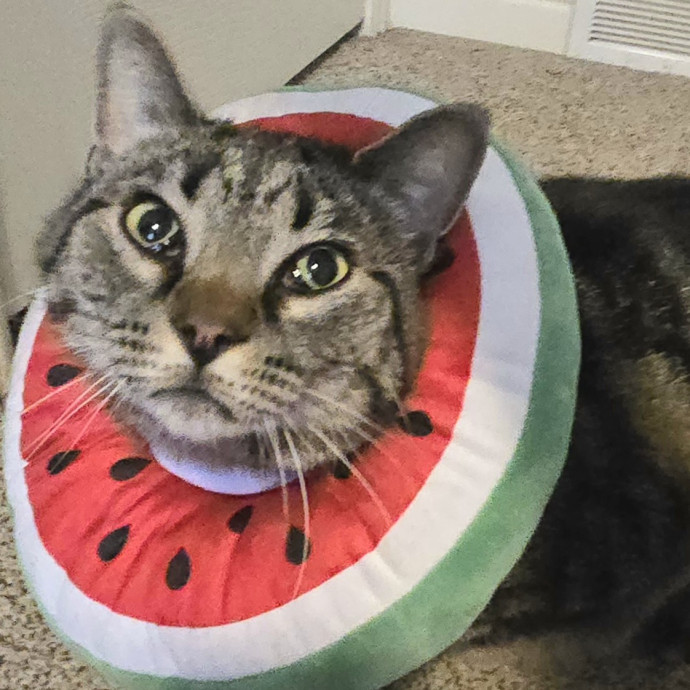 1 Cat Short Of Crazy Petsitting Service