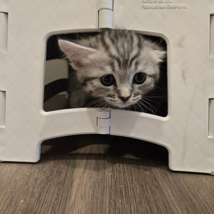 1 Cat Short Of Crazy Petsitting Service