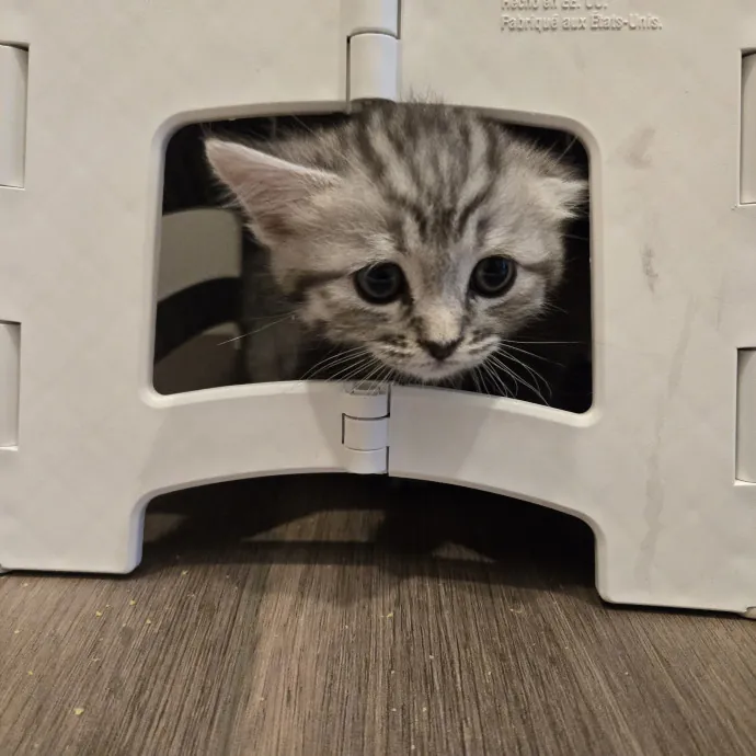 1 Cat Short Of Crazy Petsitting Service
