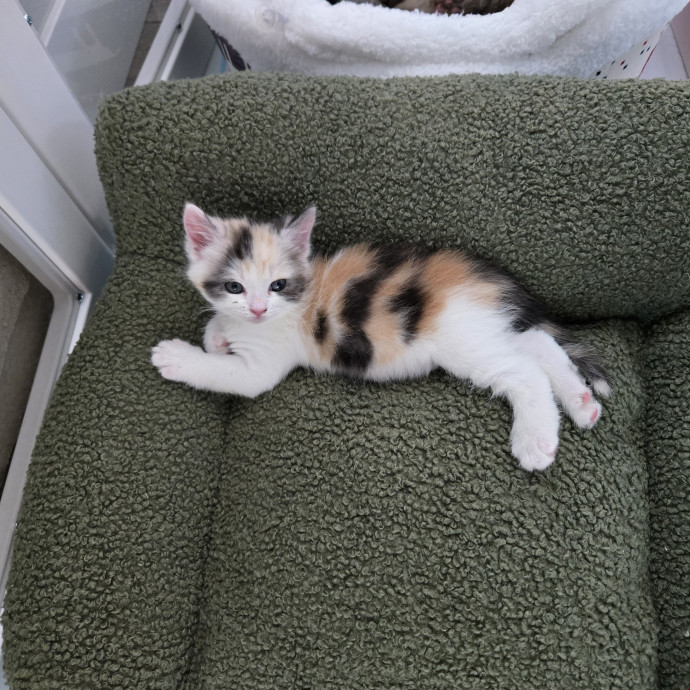 1 Cat Short Of Crazy Petsitting Service