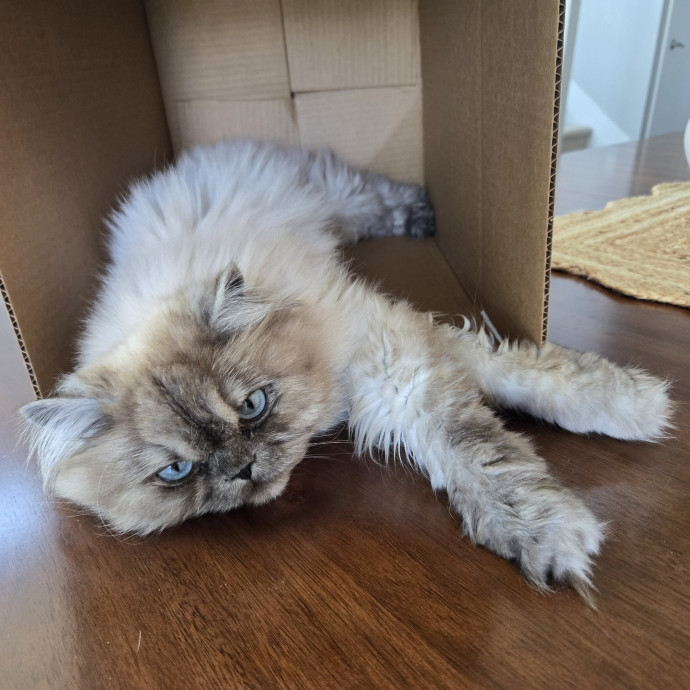 1 Cat Short Of Crazy Petsitting Service
