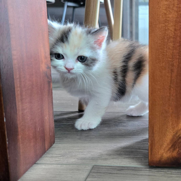 1 Cat Short Of Crazy Petsitting Service