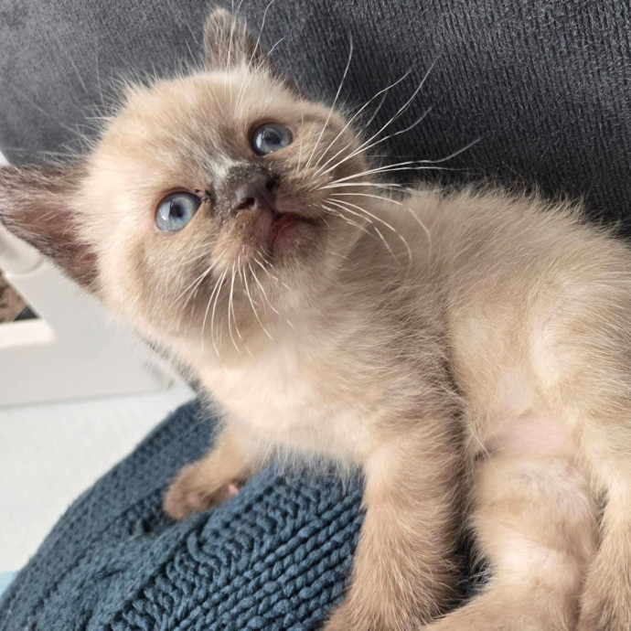 1 Cat Short Of Crazy Petsitting Service