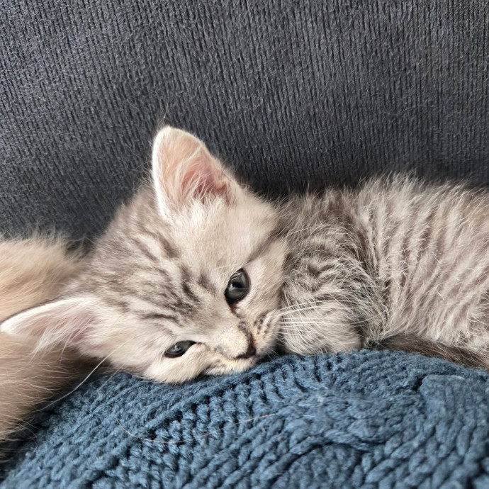 1 Cat Short Of Crazy Petsitting Service