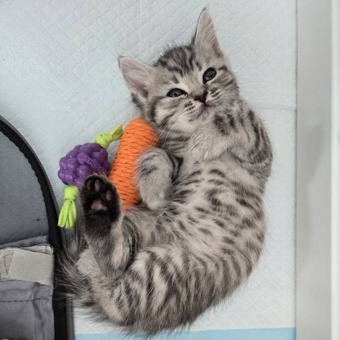 1 Cat Short Of Crazy Petsitting Service