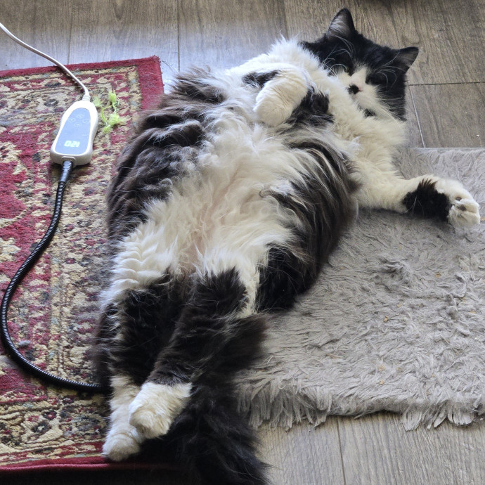 1 Cat Short Of Crazy Petsitting Service