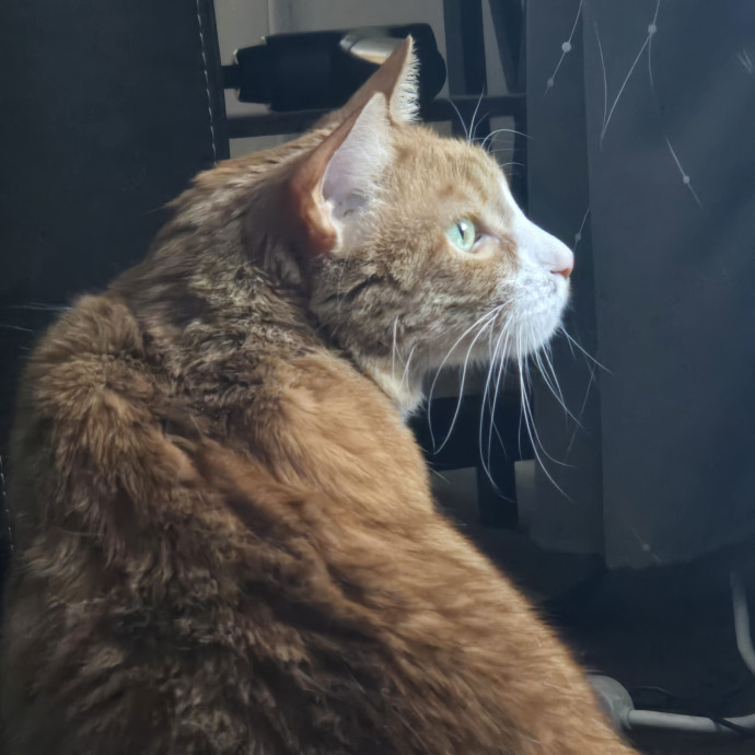 1 Cat Short Of Crazy Petsitting Service