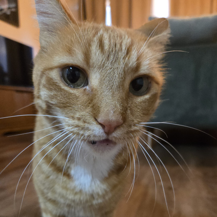 1 Cat Short Of Crazy Petsitting Service