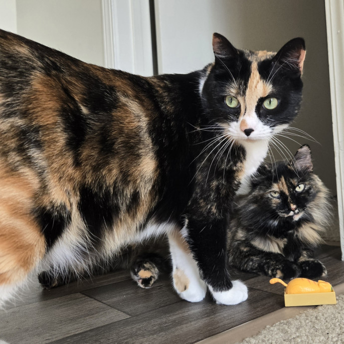 1 Cat Short Of Crazy Petsitting Service