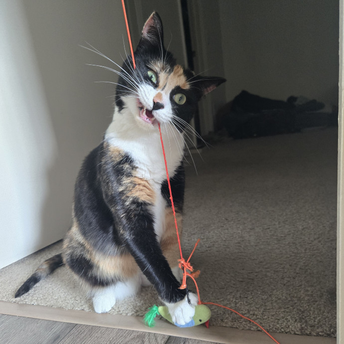 1 Cat Short Of Crazy Petsitting Service