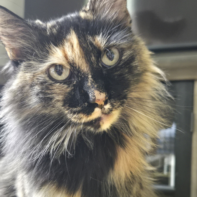 1 Cat Short Of Crazy Petsitting Service