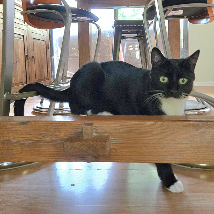 1 Cat Short Of Crazy Petsitting Service