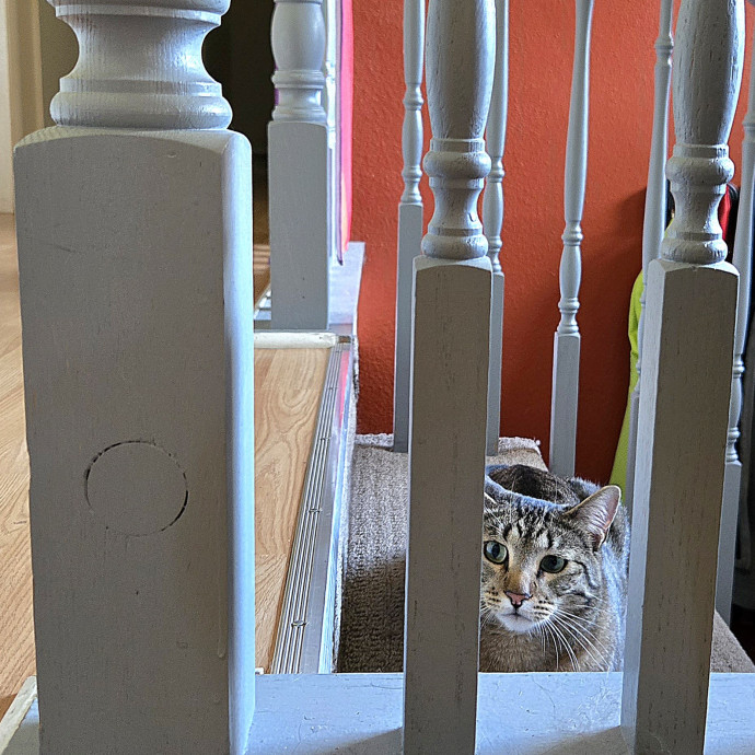1 Cat Short Of Crazy Petsitting Service