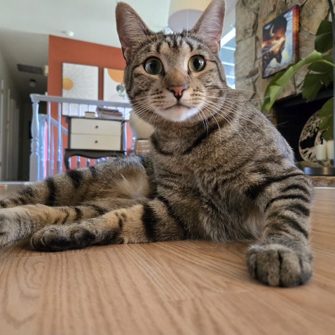 1 Cat Short Of Crazy Petsitting Service