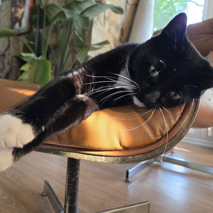 1 Cat Short Of Crazy Petsitting Service