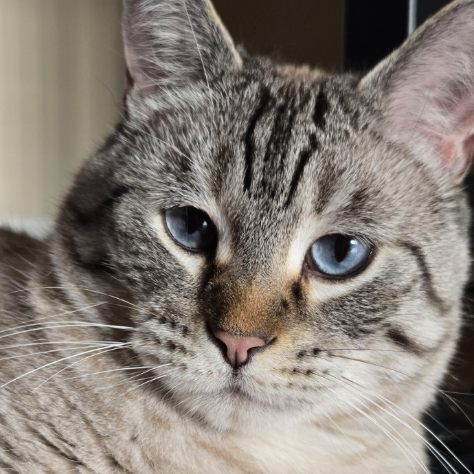 1 Cat Short Of Crazy Petsitting Service