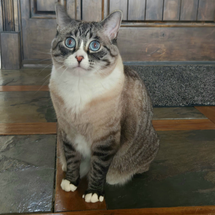 1 Cat Short Of Crazy Petsitting Service