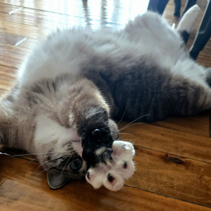 1 Cat Short Of Crazy Petsitting Service