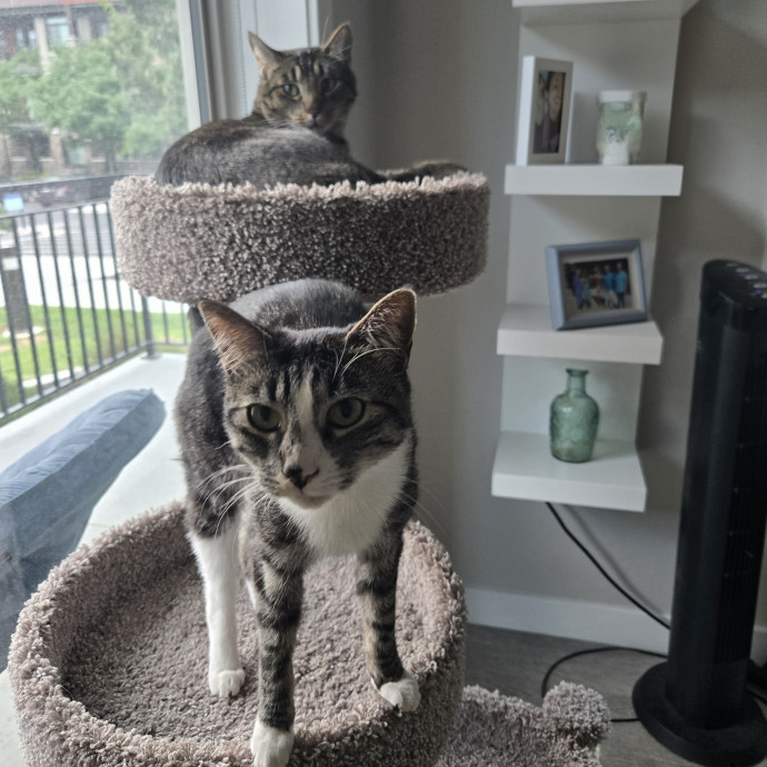 1 Cat Short Of Crazy Petsitting Service