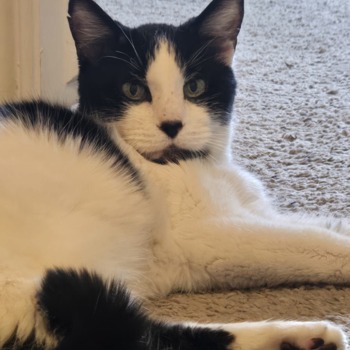 1 Cat Short Of Crazy Petsitting Service