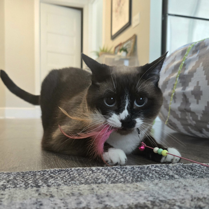 1 Cat Short Of Crazy Petsitting Service