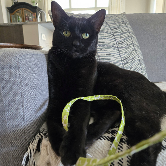 1 Cat Short Of Crazy Petsitting Service