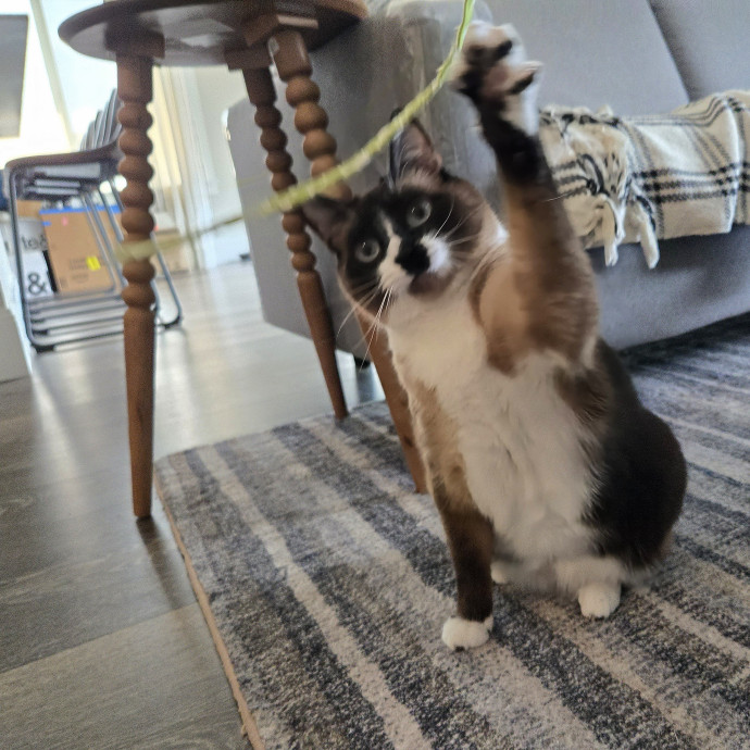1 Cat Short Of Crazy Petsitting Service