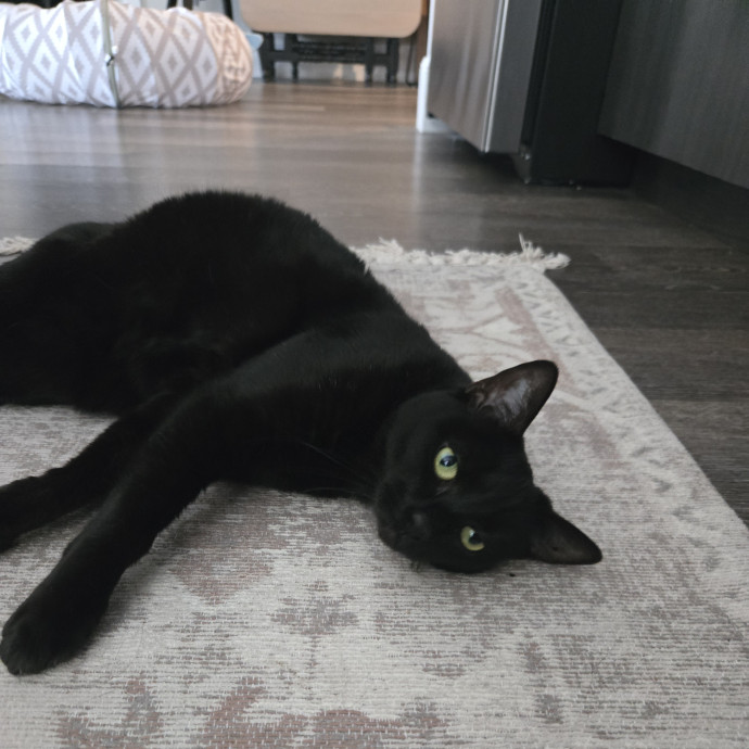 1 Cat Short Of Crazy Petsitting Service