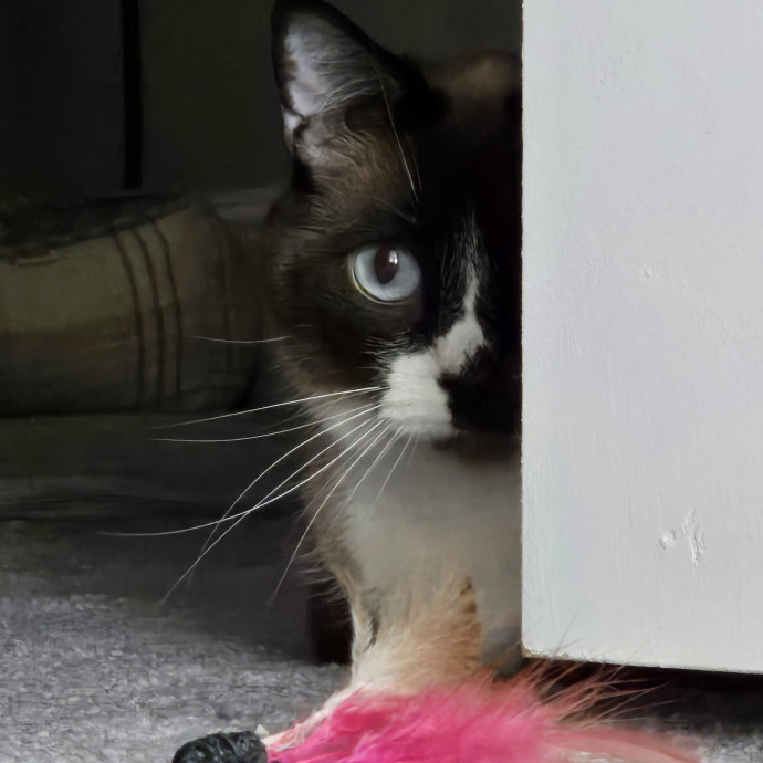 1 Cat Short Of Crazy Petsitting Service