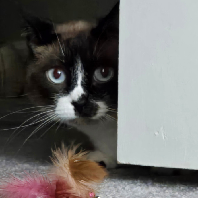 1 Cat Short Of Crazy Petsitting Service